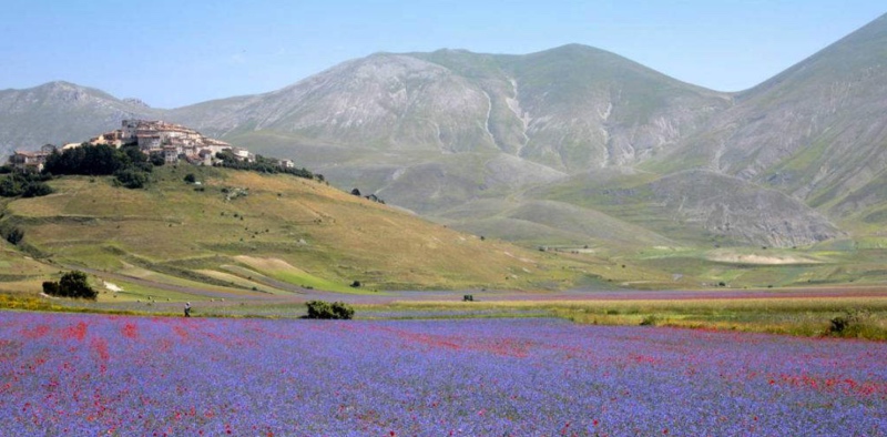 La fioritura dell'altopiano di Castelluccio